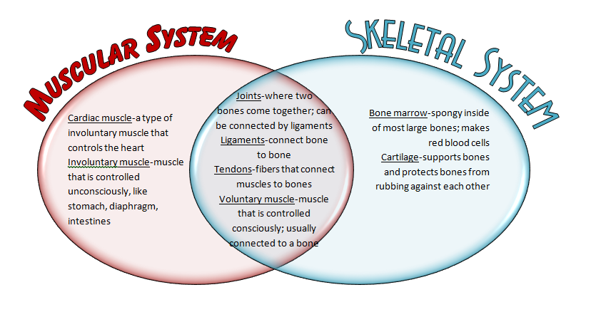 Muscular/Skeletal Systems - The Body Systems